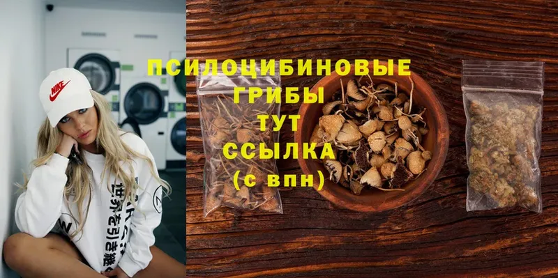 продажа наркотиков  Ермолино  Галлюциногенные грибы Psilocybe 